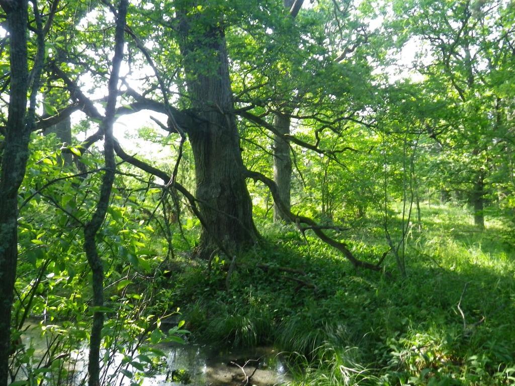 Innehållsförteckning Bakgrund... 3 Lavfloran i olika miljöer... 3 Hällmarkstallskog... 3 Ekskog... 4 Strandklippor... 5 Maritima buskage... 7 Områdesredovisning.