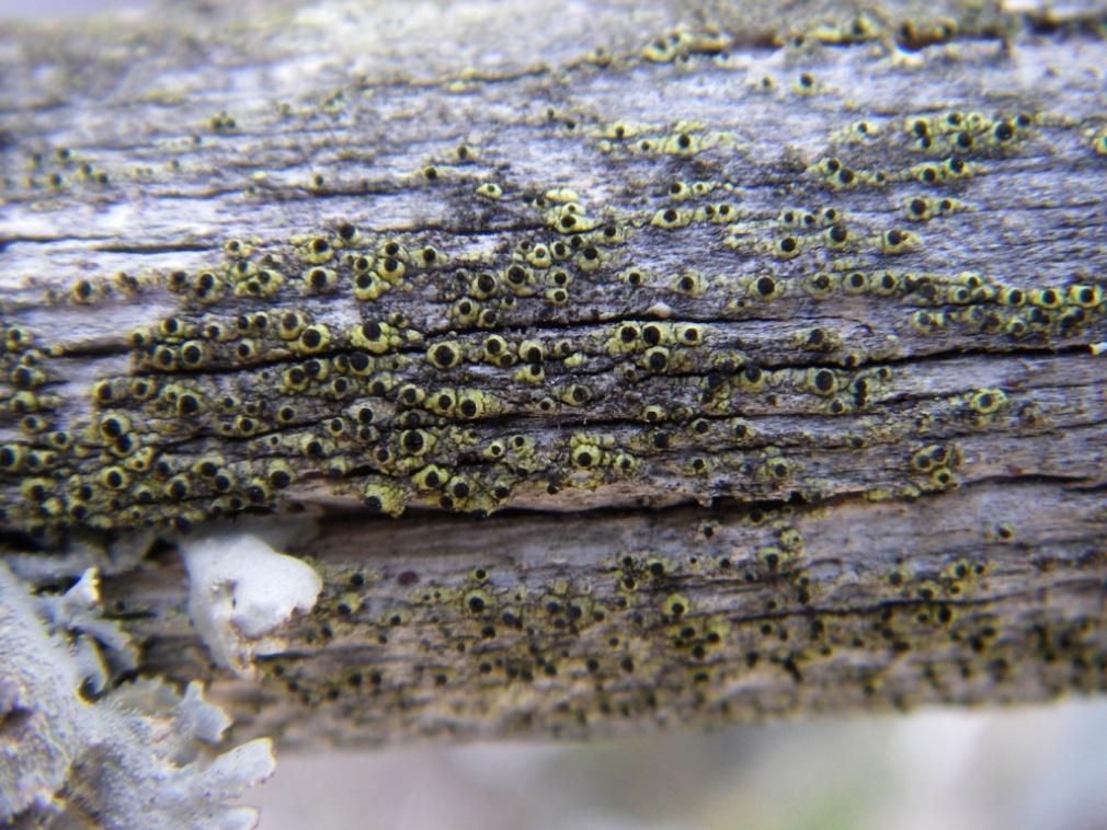 Aspicilia caesiocinerea och gråstenslav Aspicilia cinerea är mycket vanliga liksom brun spricklav Acarospora fuscata, groplav Diploschistes scruposus, grådaggig kantlav Lecanora rupicola, rutlav