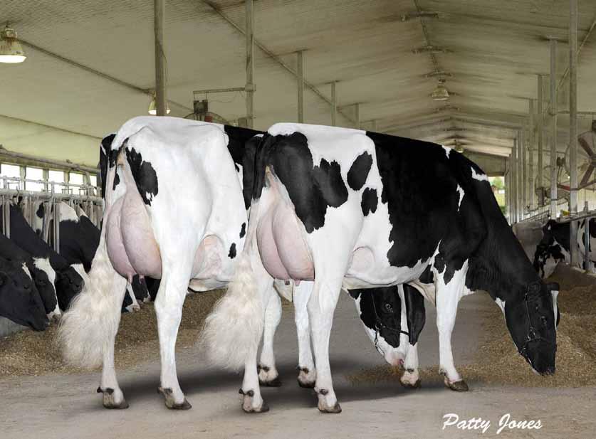 An unbiased view on global Holstein breeding Typ och Produktion M O NTH LY MAGAZ I N E Volume 21 Number 3 March 2014 www.holsteininternational.com Jaargang 21 Nummer 2 Februari 2014 www.