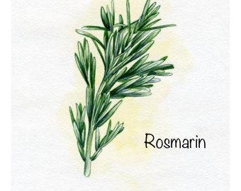 Rosmarin Rosmarinus officinalis Kransblommig. Den härstammar från kustområdena kring Medelhavet och har använts sedan urminnes tider. Rosmarinus betyder " havets dagg".