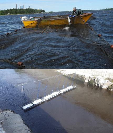 Bild 4. Övre bilden visar vittjning av laxfälla i Umeälvens mynningsområde där fiskaren skannar all lax efter PIT-tags (Foto: Anders Alanärä).