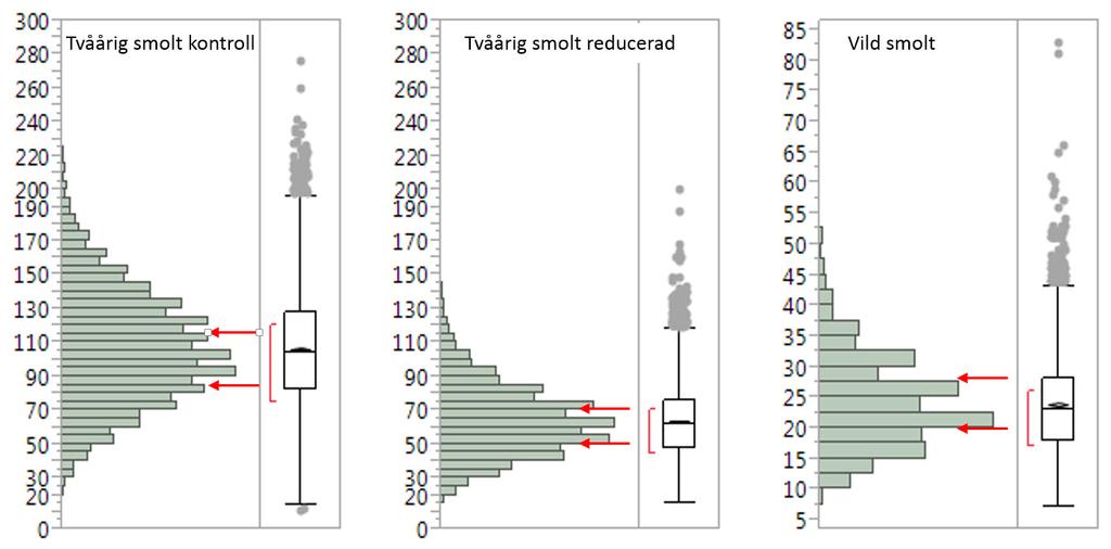 Figur 1. Indelning i storleksklasser för tvåårig smolt från Umeälven (kontrollgrupper och foderreducerade grupper), samt vild smolt från Vindelälven. Skalan till vänster anger fisken vikt.