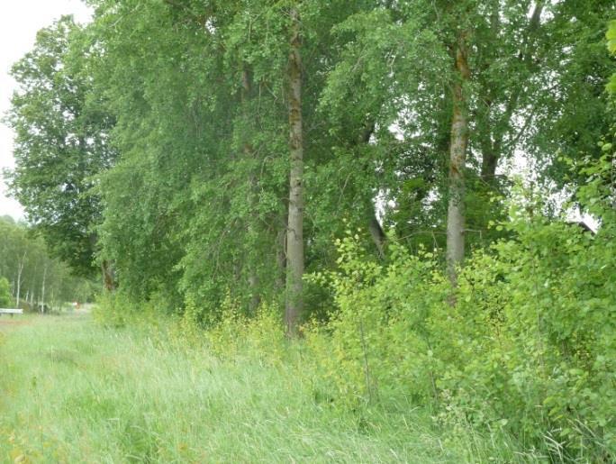 1. Halvgrova aspar nära