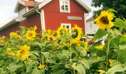 NATUR, DJUR, HEM & TRÄDGÅRD Dekorationer med hösttema Bind din egen härliga krans i silvergran. Materialkostnad tillkommer. I samarbete med Hullaryds Handelsträdgård Ti 24/10 18.30-21.