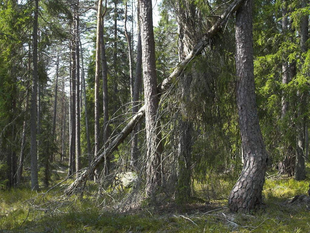 KAP 6. ALLMÄNNA INTRESSEN Av de 22 områdena ovan är det således 10 som inte är säkerställda antingen som naturreservat eller som Natura 2000.