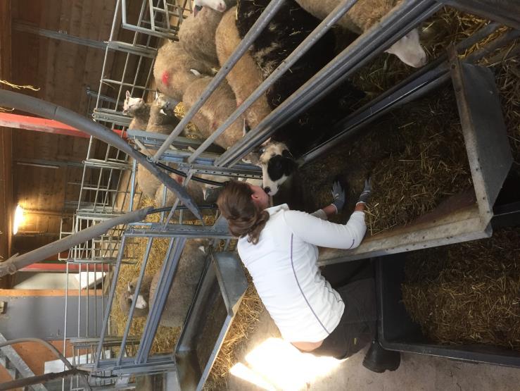 eller trefödda lamm 4 behandlingar Stall