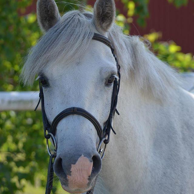 Barnridning Söndag 5 november kl. 13.15 13.45 30 min ridning inklusive uppsittning. För barn i alla åldrar som vill prova på ridning. Du behöver ha stövlar/skor med en liten klack.