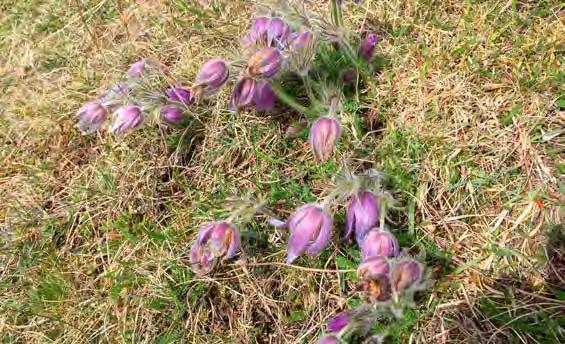 Foto: Enköpings kommun Backsippan blommar redan i april. Rikedomen och mångfalden av blommor och örter är stor i vår natur. Några känner vi igen, somliga lägger vi knappt märke till.