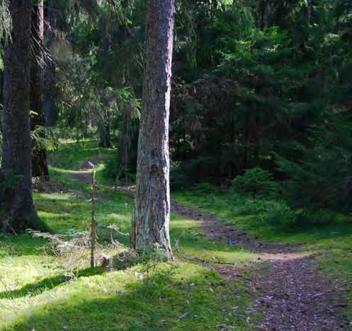 Foto: Katja Jahn Skogsstigarna leder till en vacker utsiktspunkt över Svinnegarnsviken.