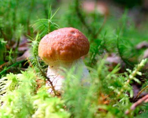 Foto: Katja Jahn Plötsligt står den där i mossan, en perfekt liten karljohan. Kantareller dyker ibland upp redan vid midsommar, men de flesta svamparna börjar komma i augusti-september.