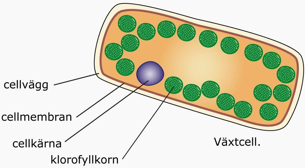 De första djuren var encelliga urdjur. Tex hödjur, toffeldjur, amöba.