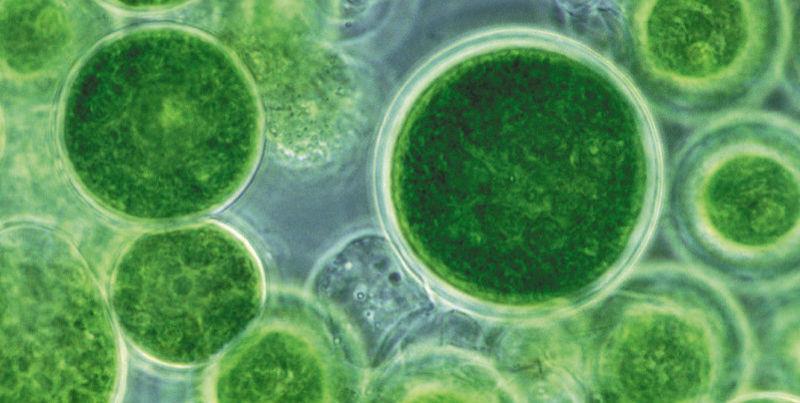 Urdjur kan ge sjukdomar, tex malaria och sömnsjuka(vanligt i tropikerna).