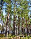 Skogsägarföreningen Norrskog har verkat i Södra Lappland sedan 70-talet. Vår verksamhet bygger vidare på den ursprungliga kooperativa idén - tillsammans är vi starkare! Tid: 26 april kl.