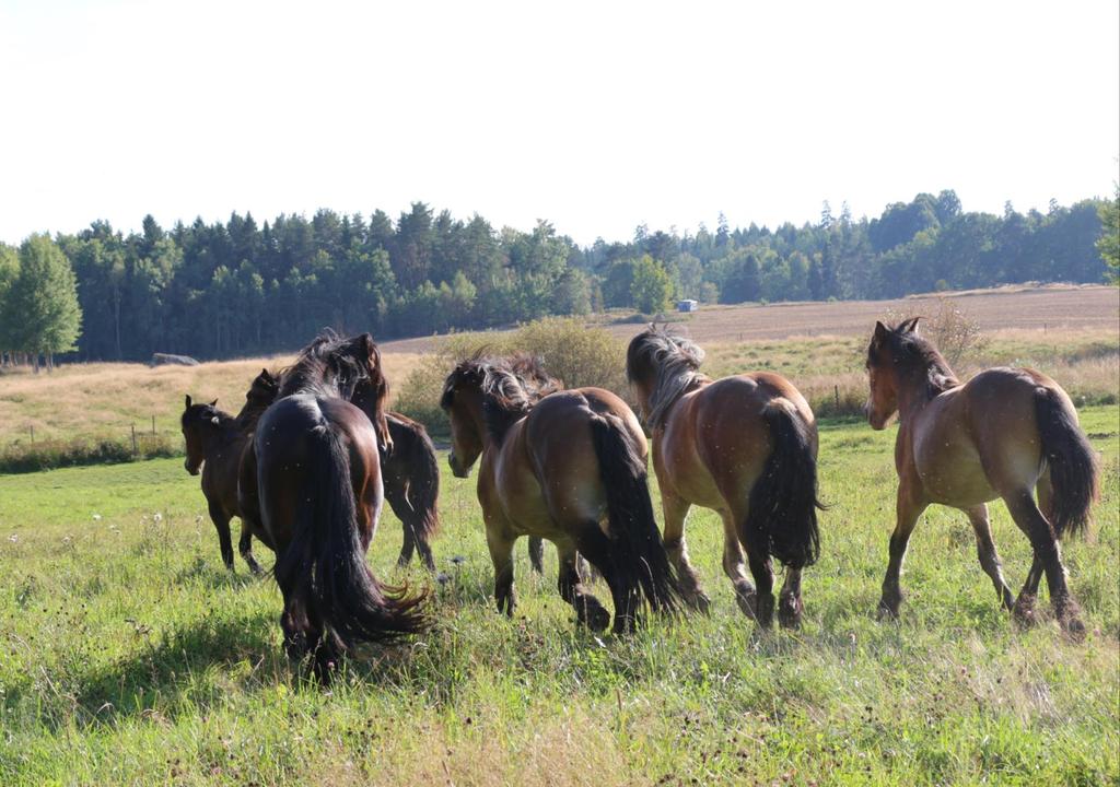 Foto: Linda Andersson IMPORT OCH EXPORT Inom EU råder fri rörlighet av varor, vilket även gäller handel med hästar.