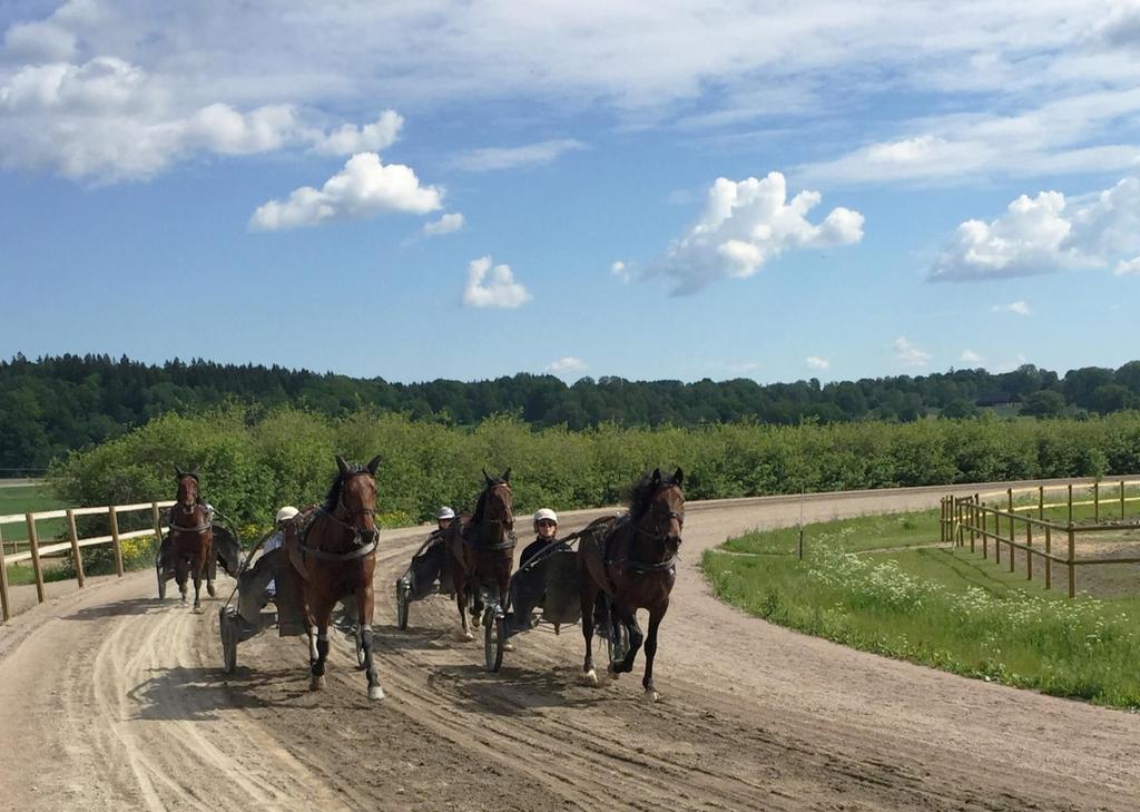 Foto: Therese Bornfalk Berglund AVELSVÄRDERING VARM- OCH KALLBLODIG TRAVHÄST Trav- och galoppsporten arrangerar inte unghästtester eller premieringar på samma sätt som andra raser.