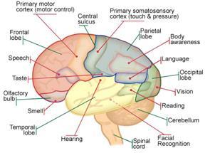 Att lära sig komplicerade rörelsemönster stimulerar samma område i hjärnan (prefrontala cortex) som används vid problemlösning och annan kognitiv