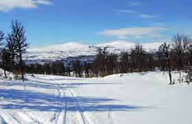Precis invid skidspåren och granne med kalfjället. Byggrätter om 200 m². Spårvägen 1, 3 och 5.
