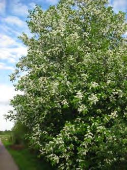 21 Hägg - Prunus padus Hägg är ett litet träd eller stor buske. som skjuter rikligt med rotskott och därför kan bilda små bestånd.