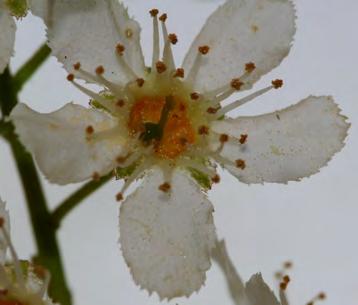 Den egentliga blomningen inleds med en rent honlig fas, då pistillens långa gröna stift och ljusgula märke tränger ut mellan ståndarna. Pollenet sprids först senare.