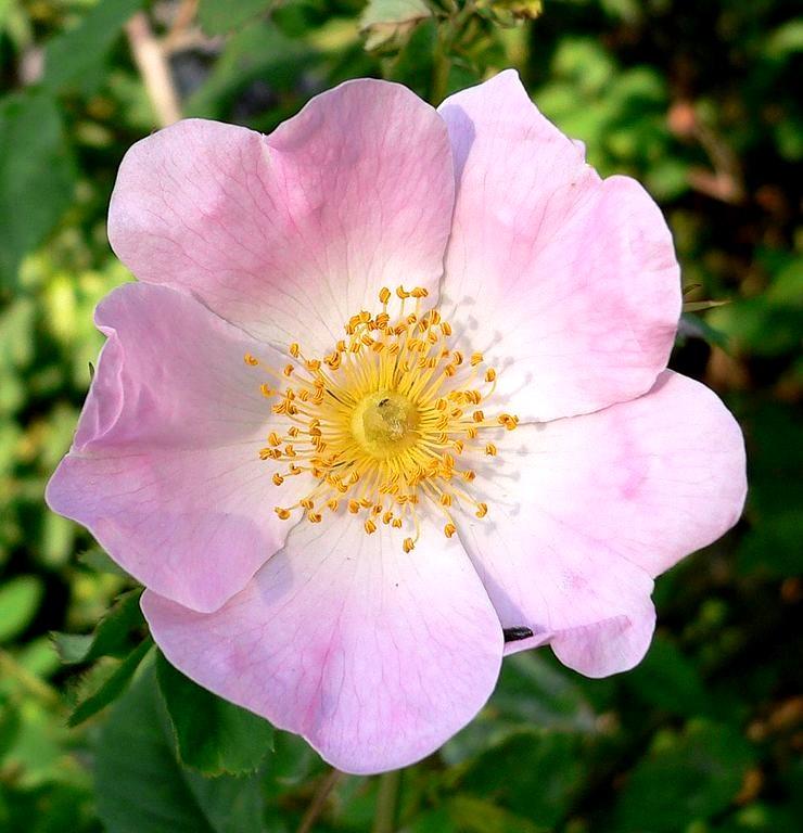 ENKEL Biologi 6 I blomman sker befruktningen Blomman har kronblad i vackra färger, foderblad som skyddar blomman innan den slagit ut, ståndare med ett mjöl, som kallas för pollen, och en pistill.