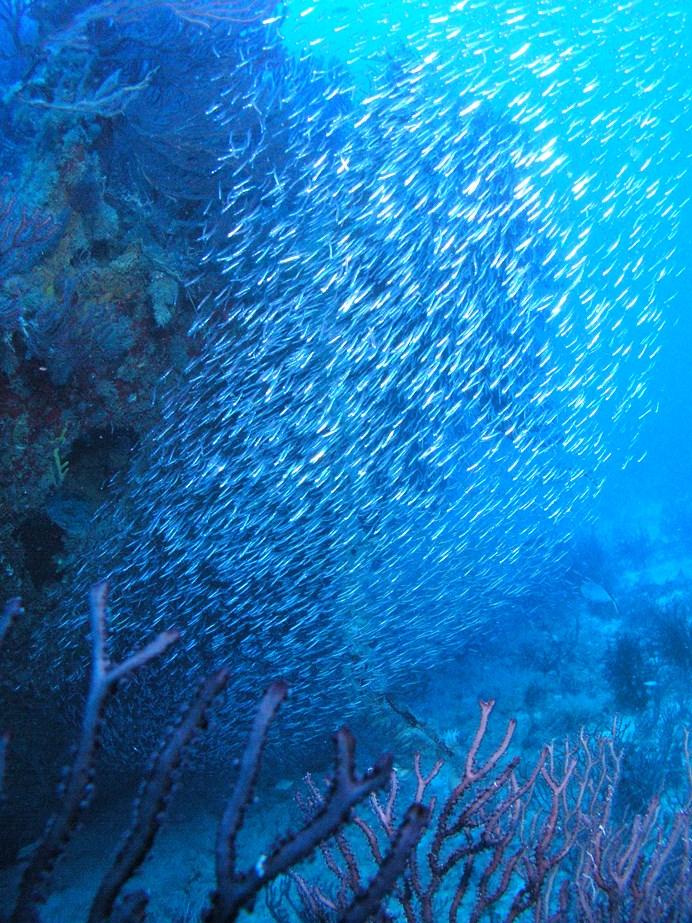 Fenorna fungerar även som motor, broms, roder och ankare. 3. Titta på fiskens fjäll. Känn på slemmet som täcker fjällen. Slemmet skyddar fisken mot att bli angripen av sjukdomar.