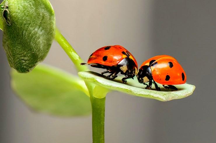 Till leddjuren hör insekter, spindeldjur, kräftdjur och mångfotingar.