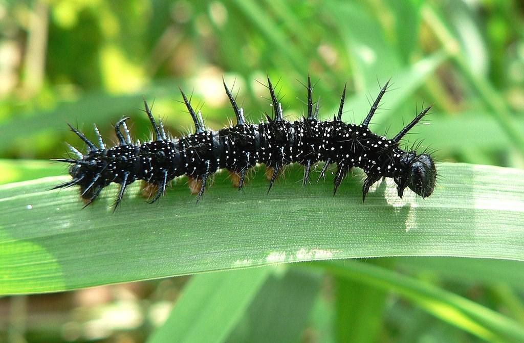 Efter en tid bildas ett skal runt larven, som kallas för puppa.