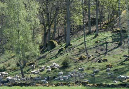 JÄRNAVIK Järnavik präglas av branta berghällar, ädellövskog och betade partier i ett småskaligt mönster. Här har det skyddade läget skapat en naturlig hamn som användes redan på medeltiden.