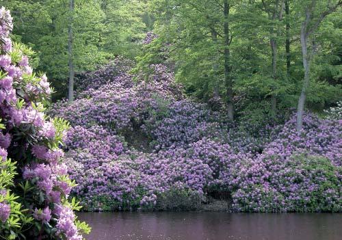 RONNEBY BRUNN Den äldre kurorten som guldåldern i Ronneby även som längre vandringar över skogen ner till Bussemålaviken och Ekenäs Karön.