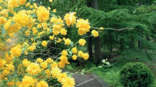 En japansk växt (Kerria japonica) som används i Japanska trädgården i Brunnsskogen. av nya, starkare exploatörer.