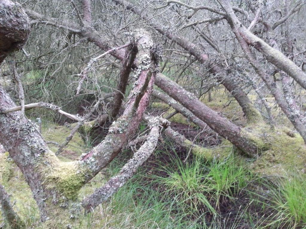 Bilaga 2 Växande bergtall i Hökafältets