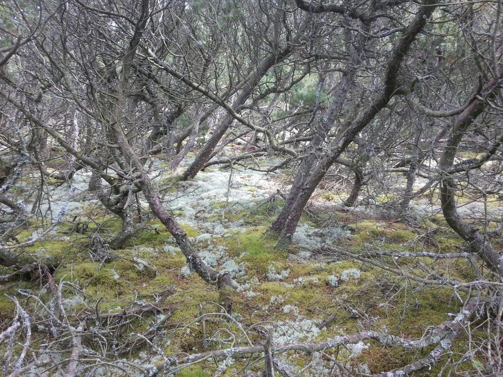 Bilaga 2 Foto taget i