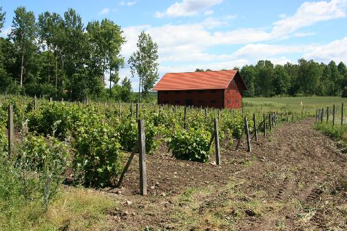 Eiswein Druvorna plockas frysta direkt från vinrankan De