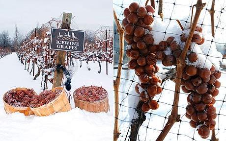 riesling eller hybriden vidal Man inväntar frostnatt med -7