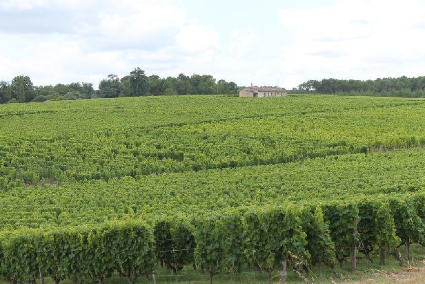 Sauternes Sydost om Graves Fem kommuner: (Sauternes, Barsac,