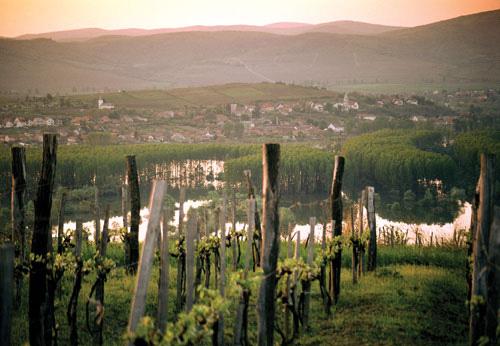 Tokaj Erkänt vindistrikt i Ungern Görs huvudsakligen på druvan furmint Tokaji aszú den söta