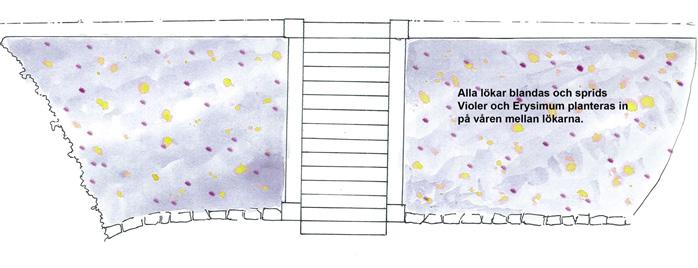 Plats: Släntrabatterna vid trappan upp till de övre trädgårdarna Lökväxter Narcissus Thalia Narcissus Hawera Narcissus Topolino Narcissus Lieke Narcissus Kokopelli Hyacinthus Woodstock Muscari