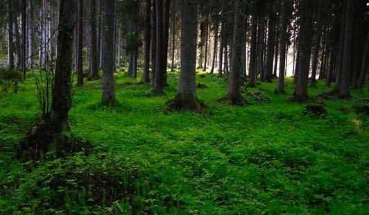 5 energianvändning och miljöpåverkan Biobränslen är miljövänliga, men det är viktigt att de utvinns på ett hållbart vis.