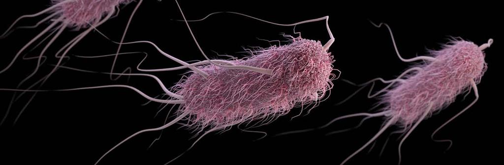 E- coli och Klebsiella