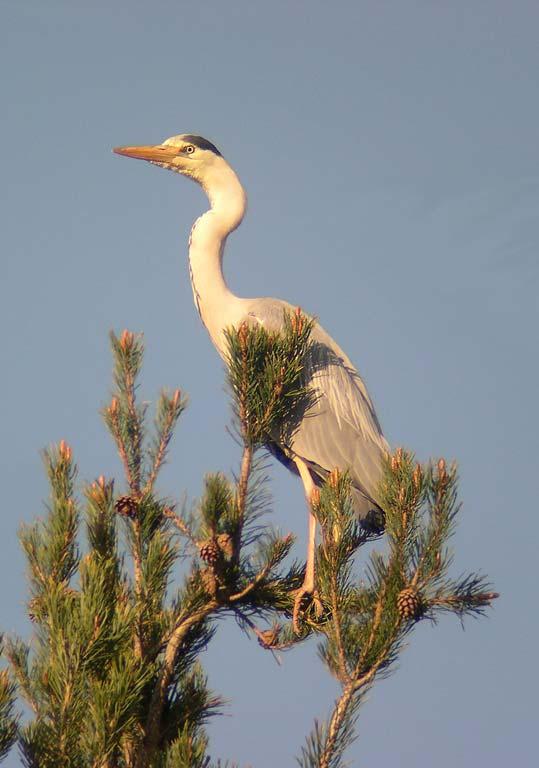 årgång 37 nr