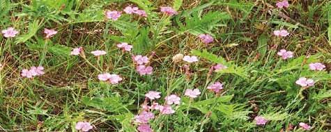 Har rynkiga blad och blommar från juni till september med enkla, mörkt rosa eller vita blommor. Får stora tegelröda något tillplattade nypon, som är rika på C-vitamin.