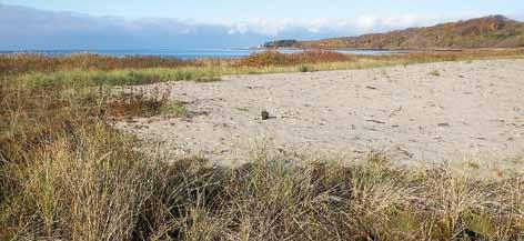STÄLLER TILL PROBLEM På strandängarna i Domsten och Gråläge liksom på många andra ställen längs Sveriges kust, planterades vresrosen in som sandbindare och blev på bara några årtionden helt förvildad.