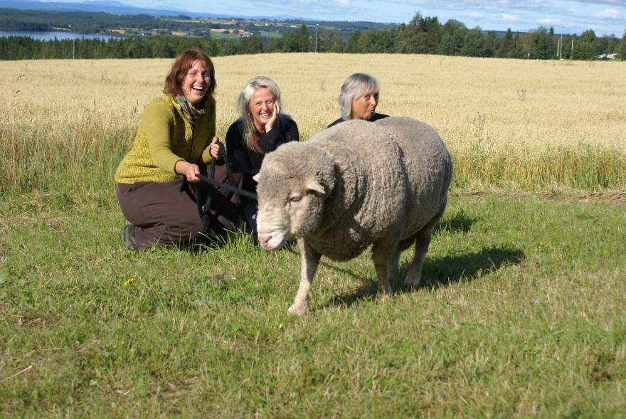 ullforum 2008 startar projektet ullforum 50 kr per kg ull, köper all ull Kalla fakta ringer om Muelsing Köper in mimimill, ett minispinneri, med kontroll på hela kedjan, och lätt att ställa om