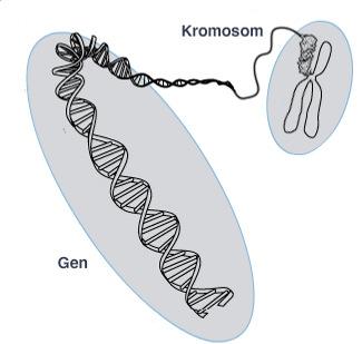 Ärftlig sjukdom Dominant nedärvning = 50% av alla barn till en förälder med anlaget har risk att få anlaget Mutationen,