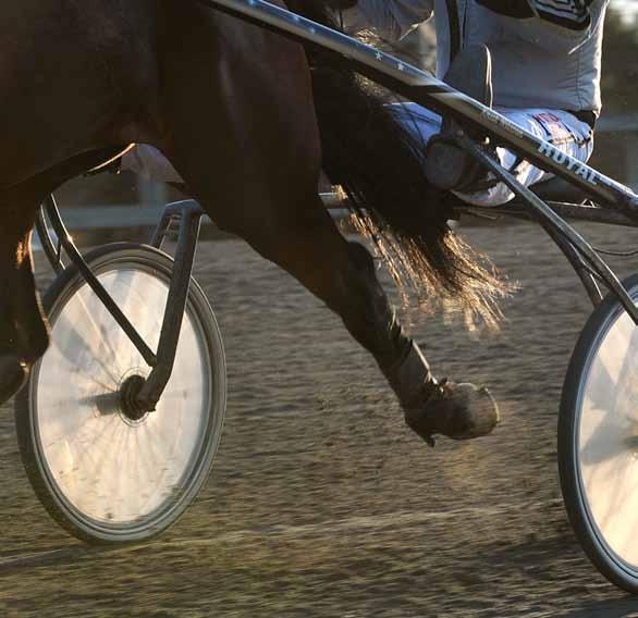 Att tänka på inför auktionen! Auktionen börjar kl 18.00 fredagen den 1 november. Visning av hästarna startar klockan 13. Budgivning sker i auktionshallen, MunktellArenan, Eskilstuna.