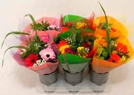 pris 149:- Lilja 3-pack