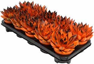 pris 139:- Amaryllis i