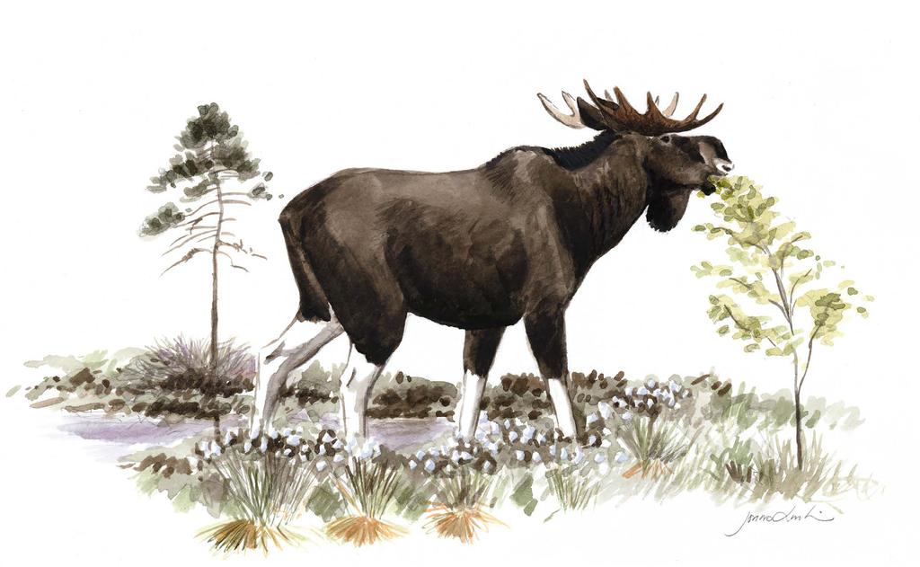 Övergripande riktlinjer för Älgförvaltning inom Gävleborgs läns
