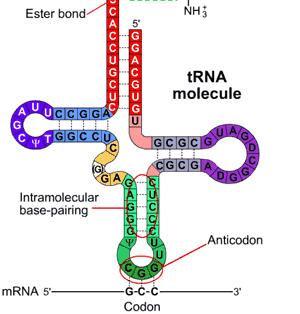 Translationen stegvis 2. Kopplingavden aktiveradeaminosyrantill trna.