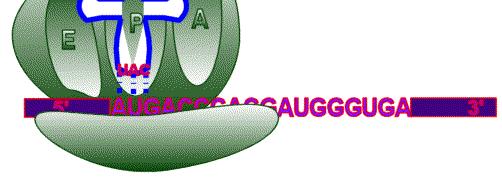 Translationen stegvis Tre bindningssite för trna på ribosomen: A aminoacylsitet P peptidylsitet E exit Shine-Dalgarnosekvensen(A+G) i mrna basparar med pyrimidinrik(c+u) sekvens i rrnaoch